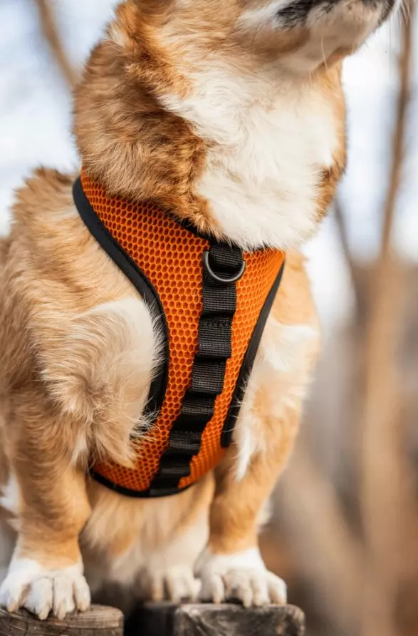 Harnais K9 Sport Sack - Jaune